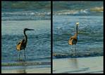 (38) heron montage.jpg    (1000x720)    287 KB                              click to see enlarged picture
